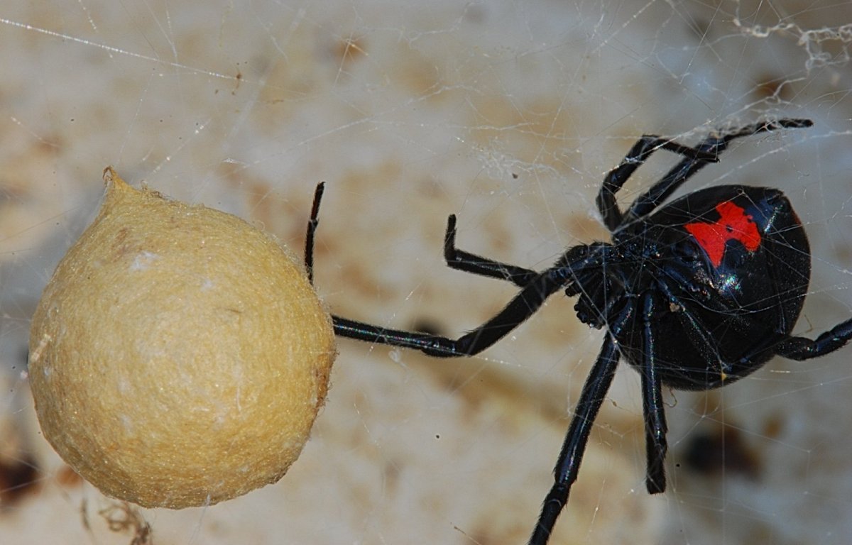 Чёрная вдова паук в Татарстане
