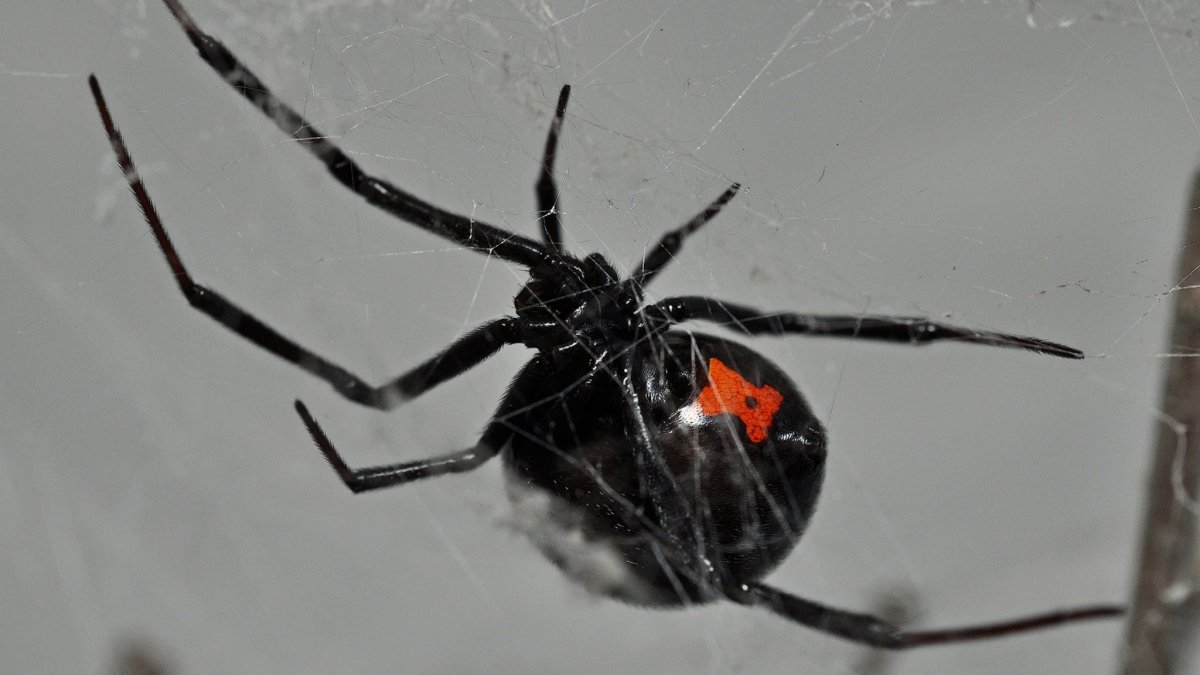 Жук черная вдова