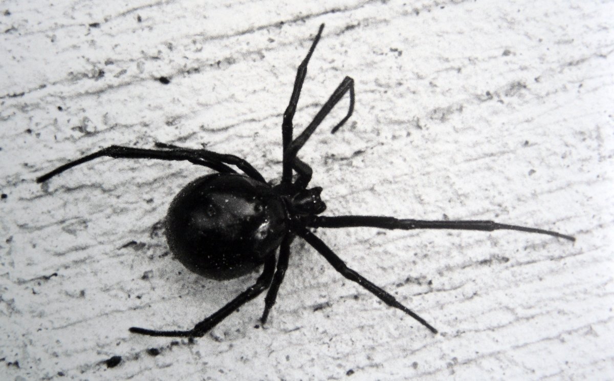 Latrodectus mactans (чёрная вдова)