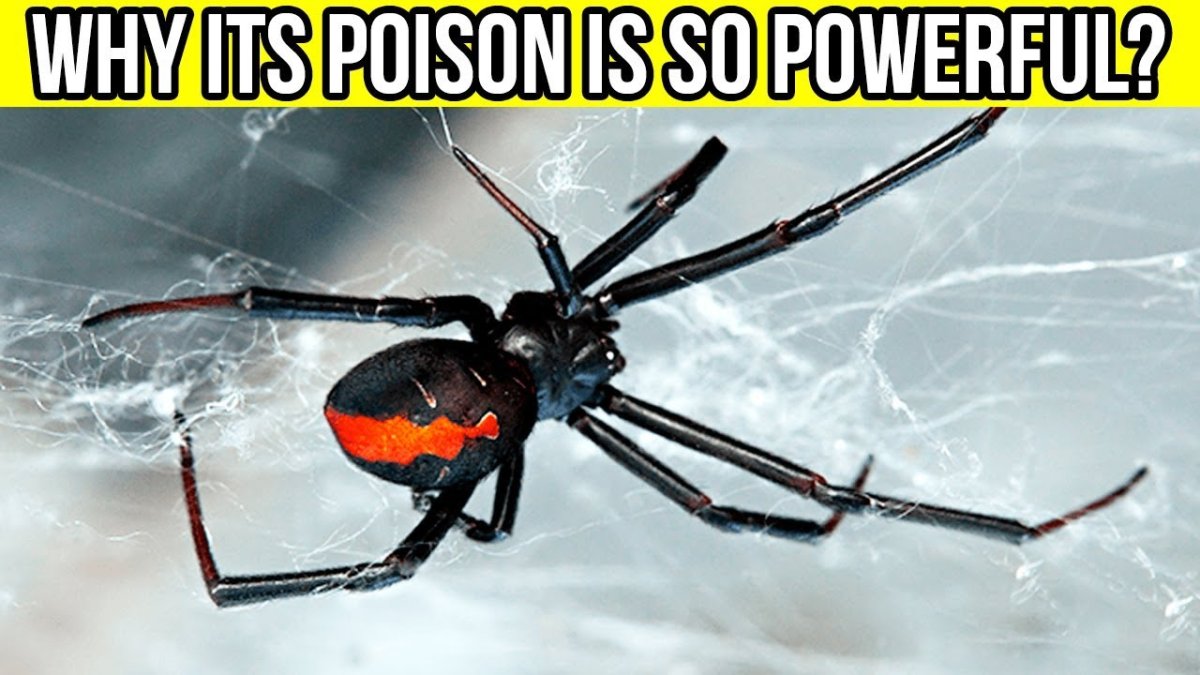 Черная вдова паук