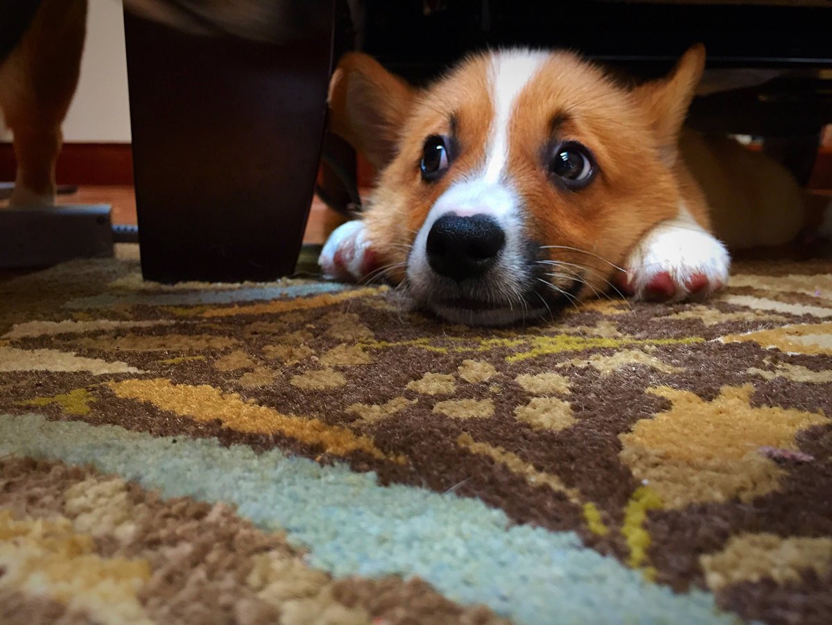 Вельш корги грустит