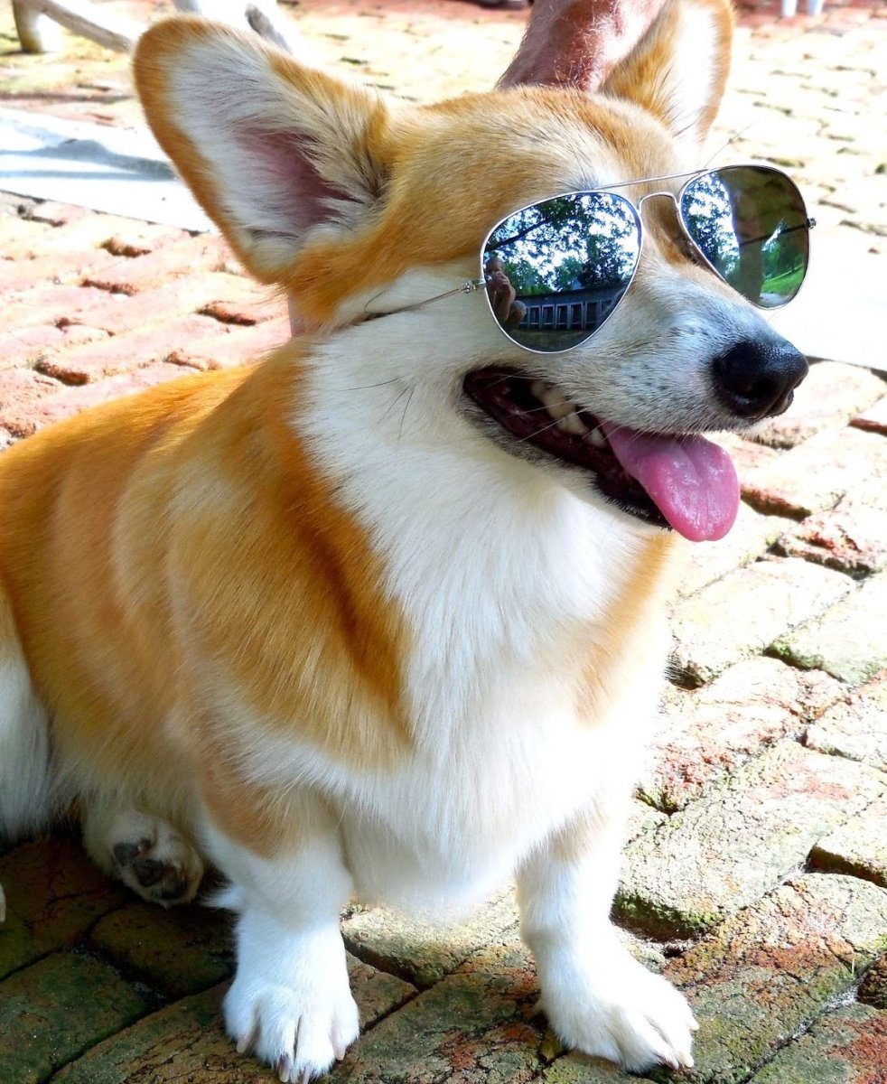 Вельш корги милые