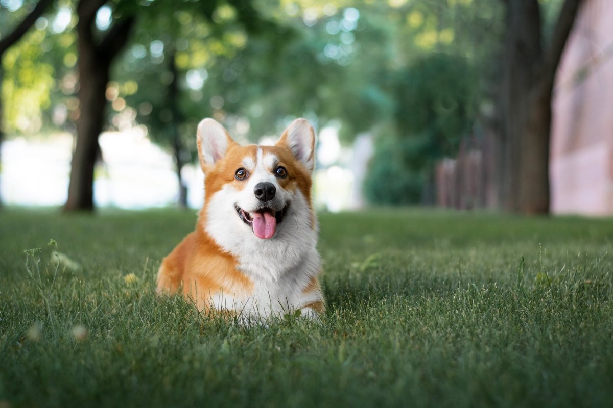 Веселый вельш корги