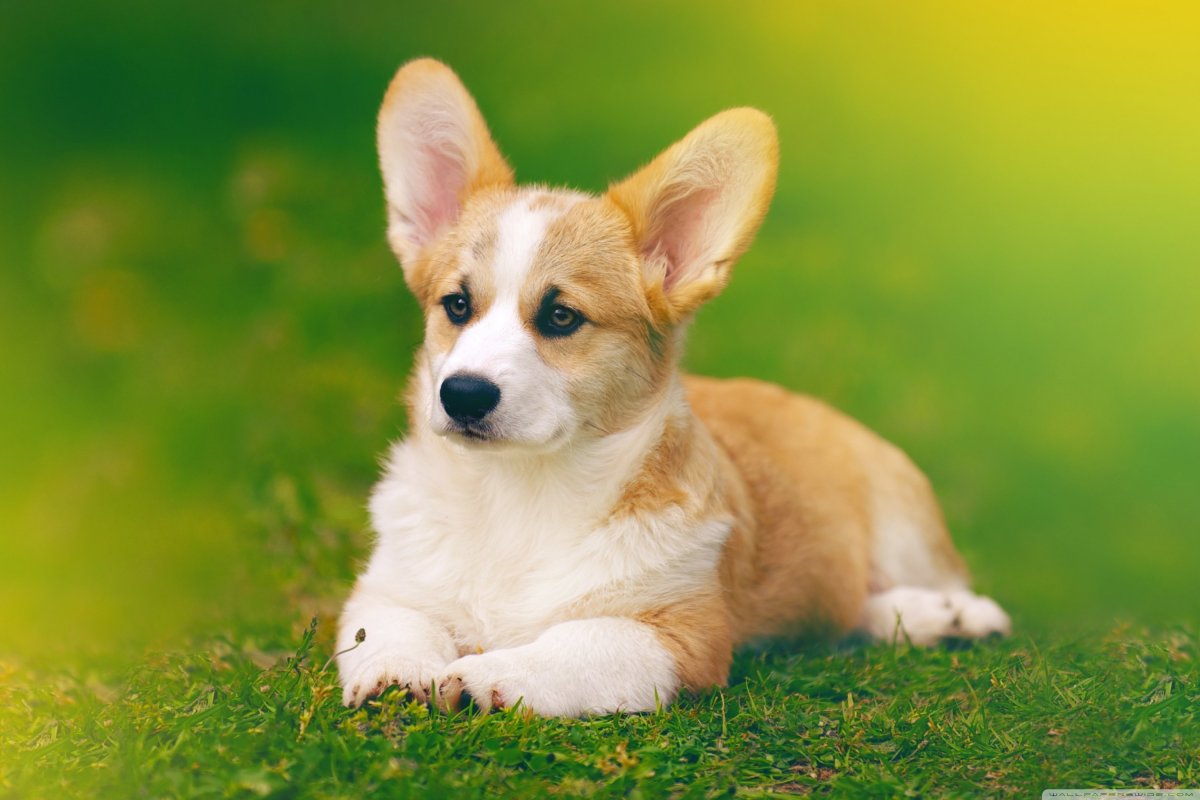 Порода собак вельш корги