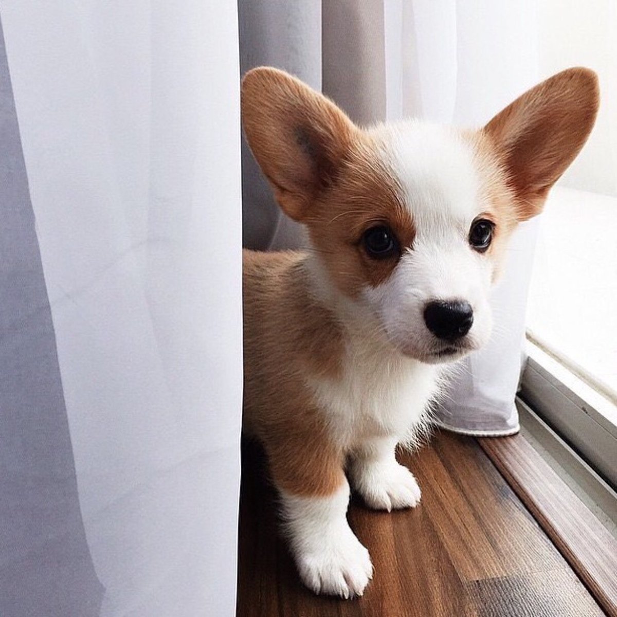 Корги Милаш щенок