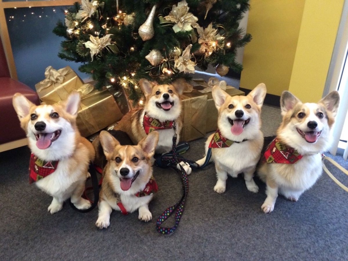 Эстетика собак корги