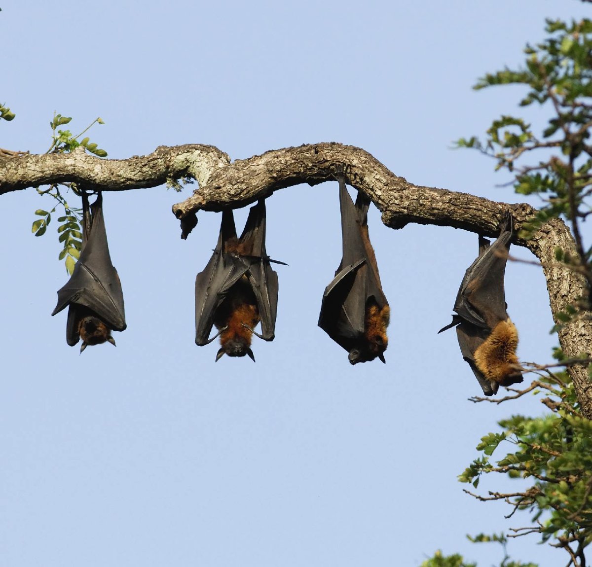 Смешная летучая мышь