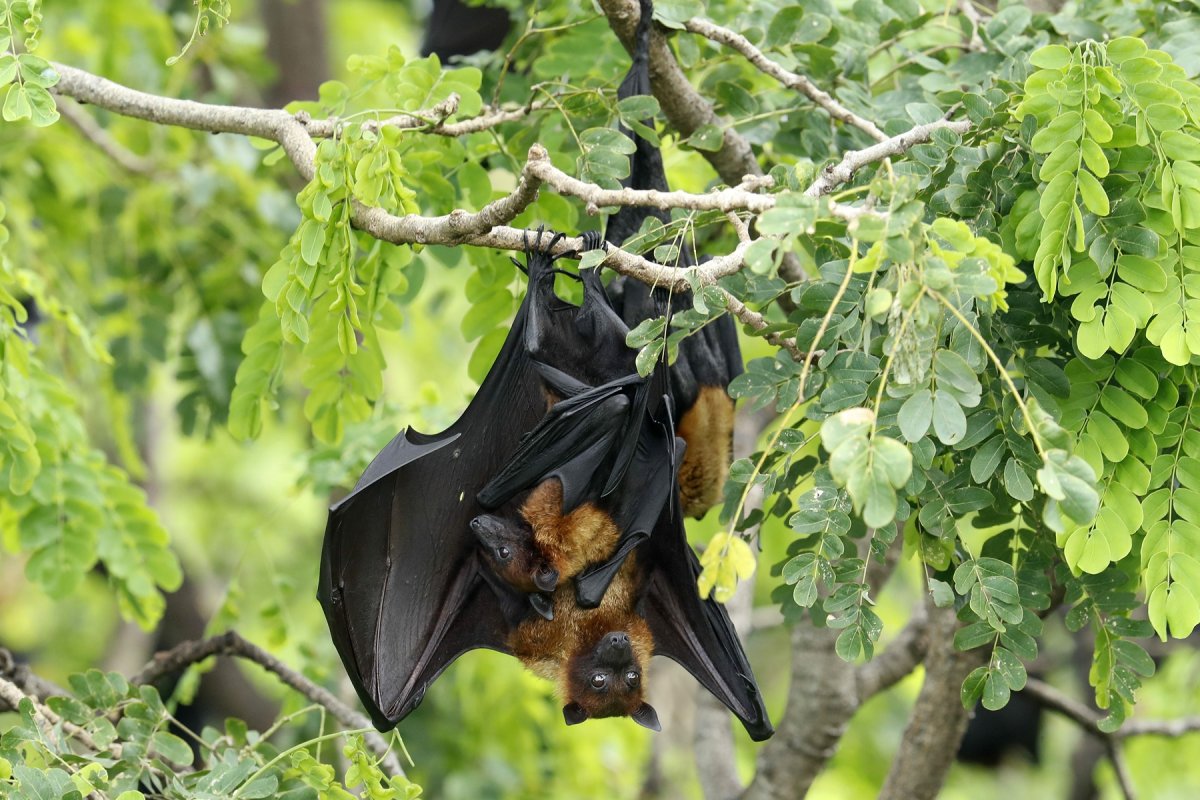 Летучие лисицы Шри Ланка