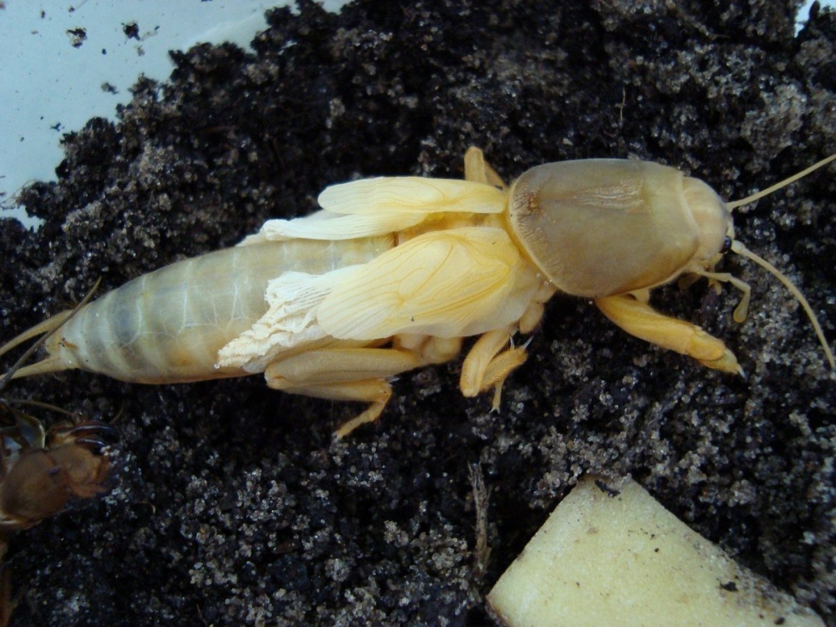 Медведка обыкновенная Gryllotalpa Gryllotalpa