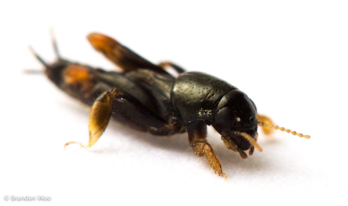 Медведка на прозрачном фоне