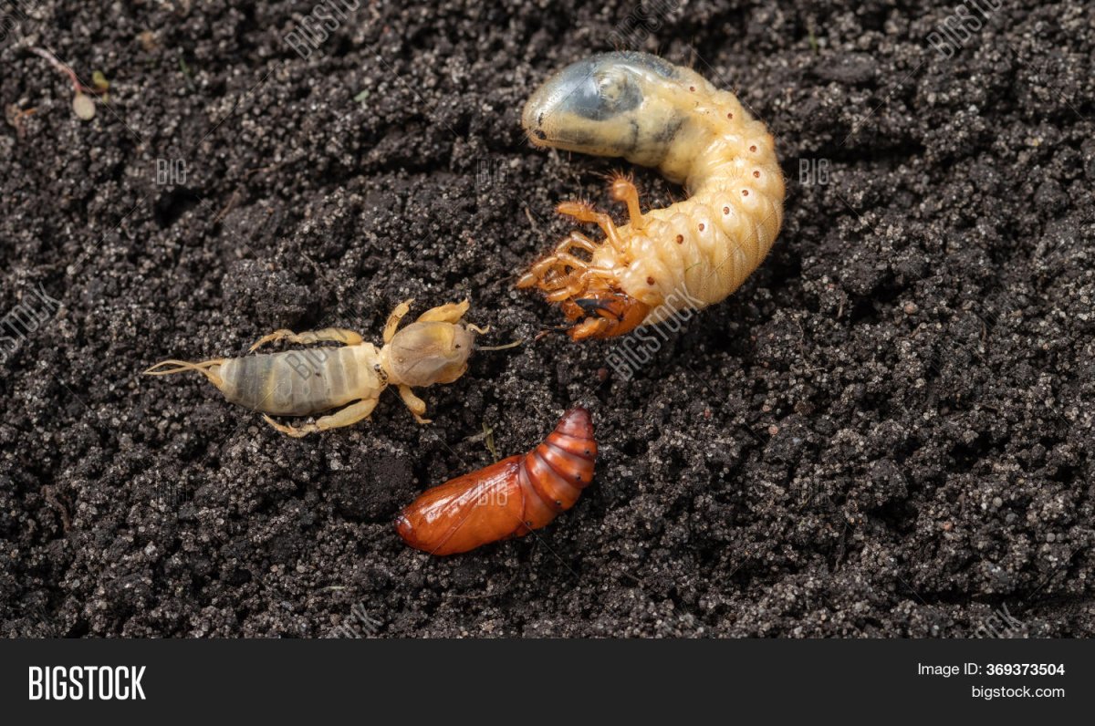 Медведка морская