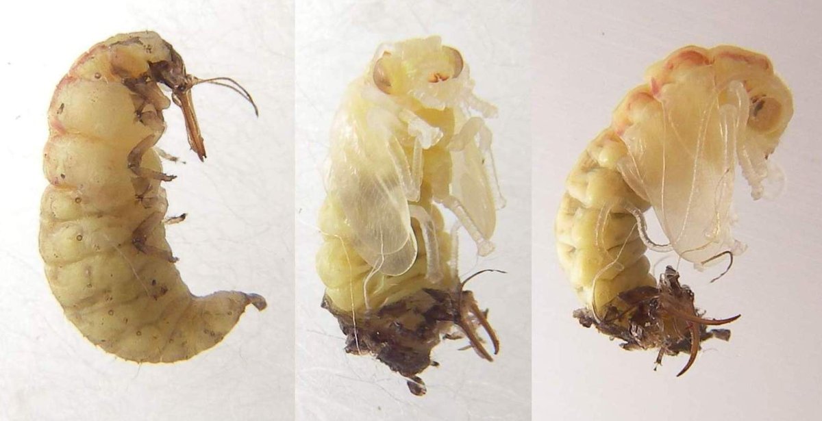 Личинки медведки майского жука и бронзовки