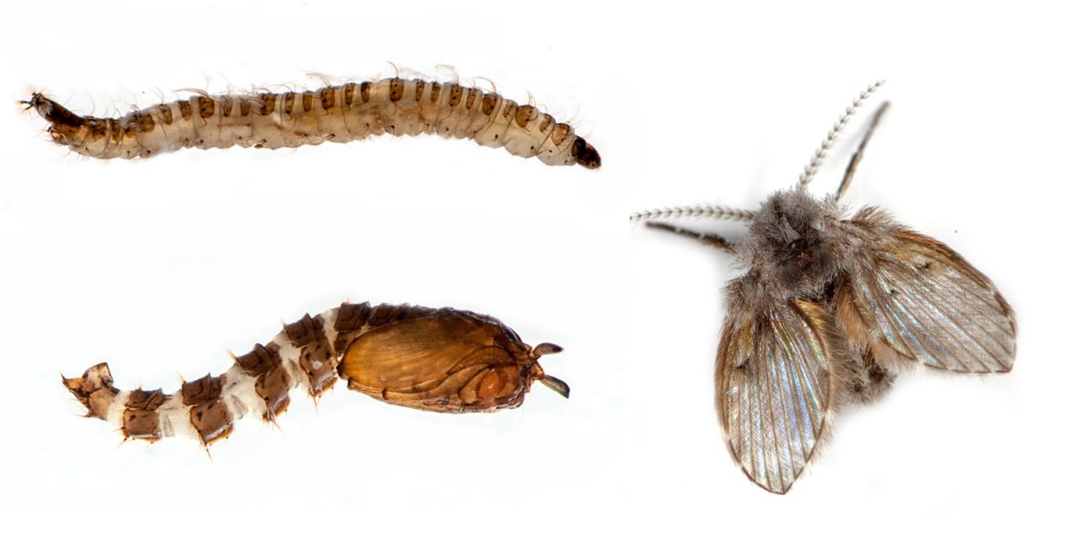 Самец бабочки медведки