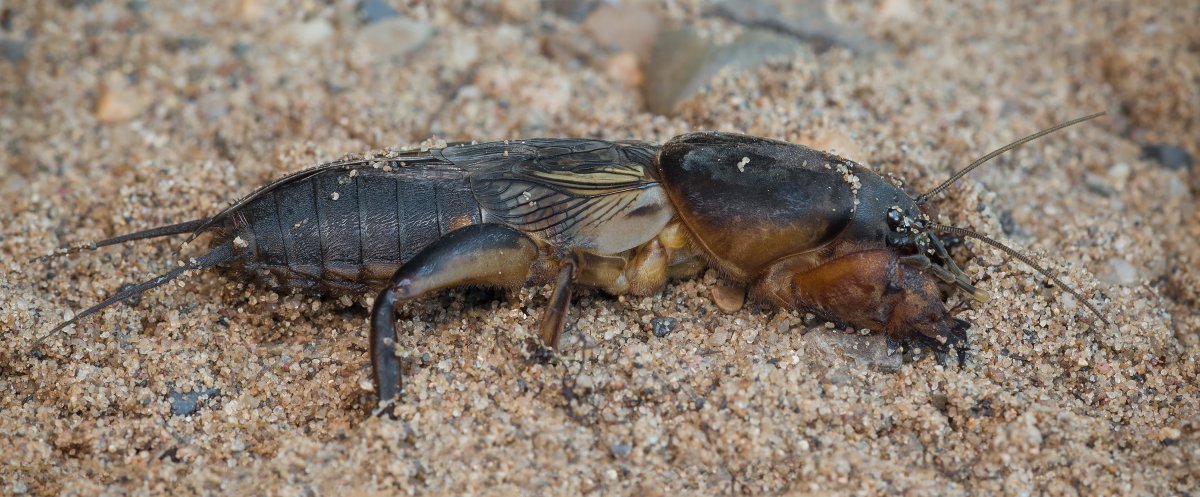 Gryllotalpa orientalis
