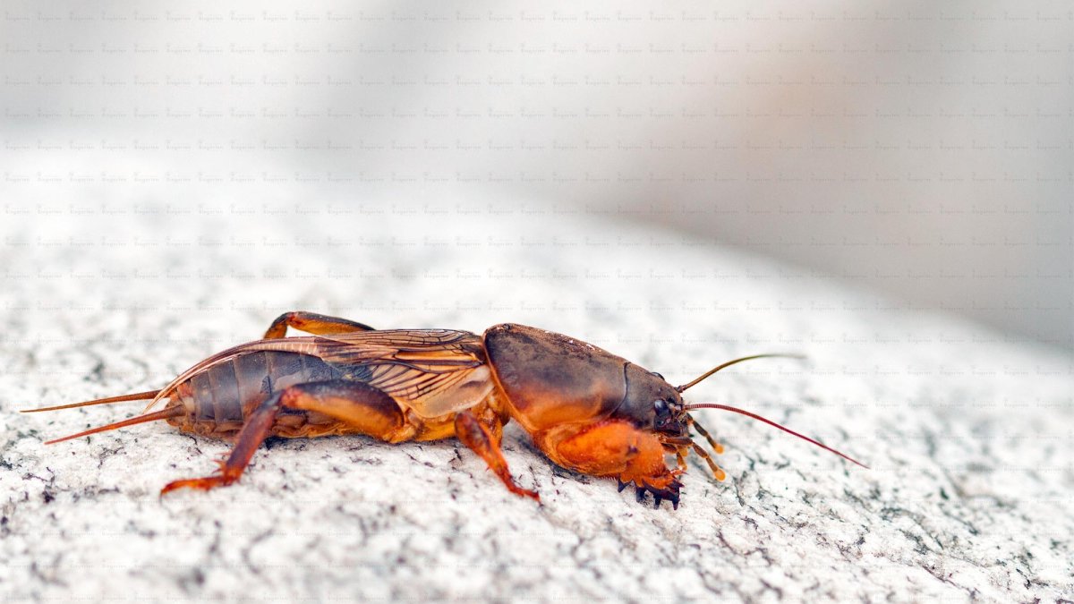 Моль медведка