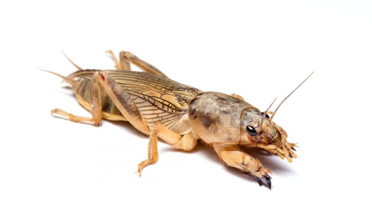 Медведка Mole Cricket.