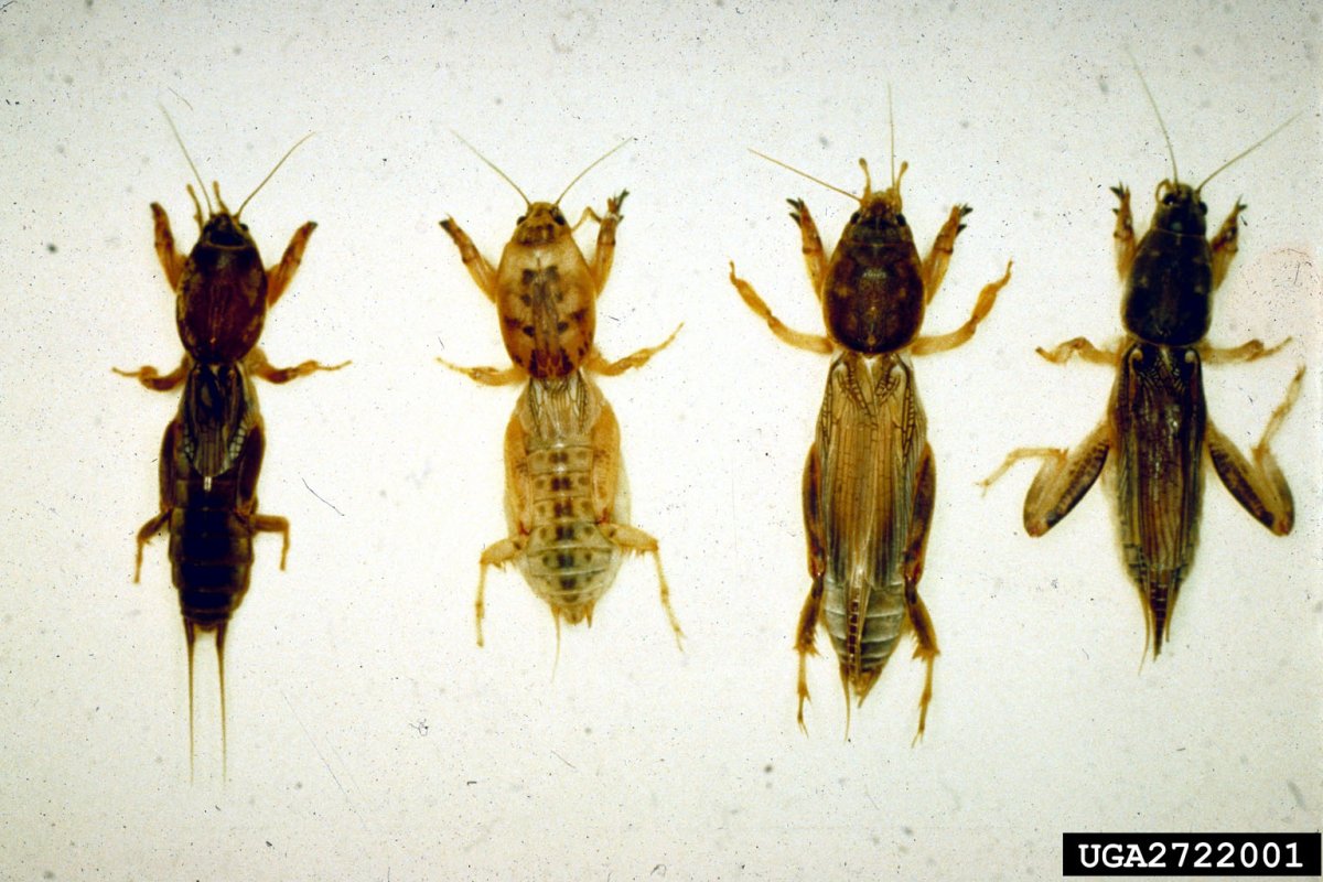 Медведка обыкновенная личинка