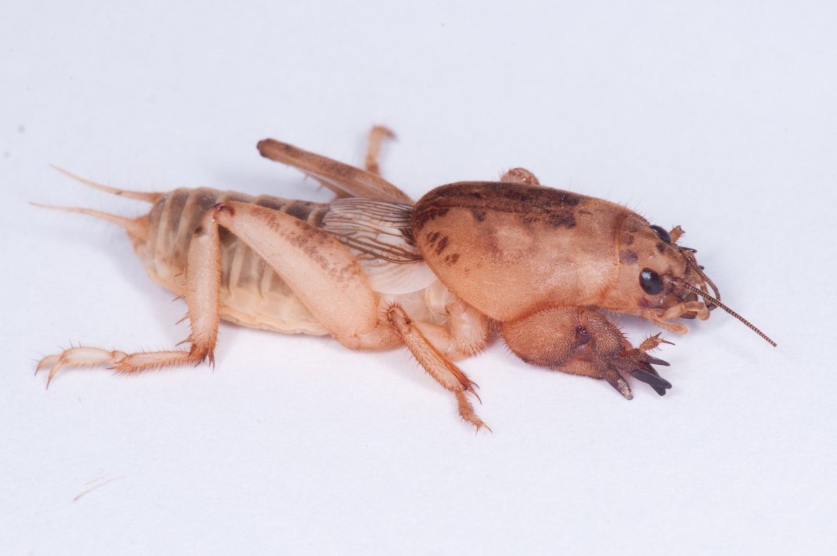 Десятипалая медведка