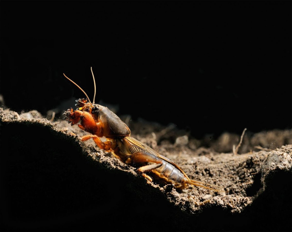 Личинка майского жука