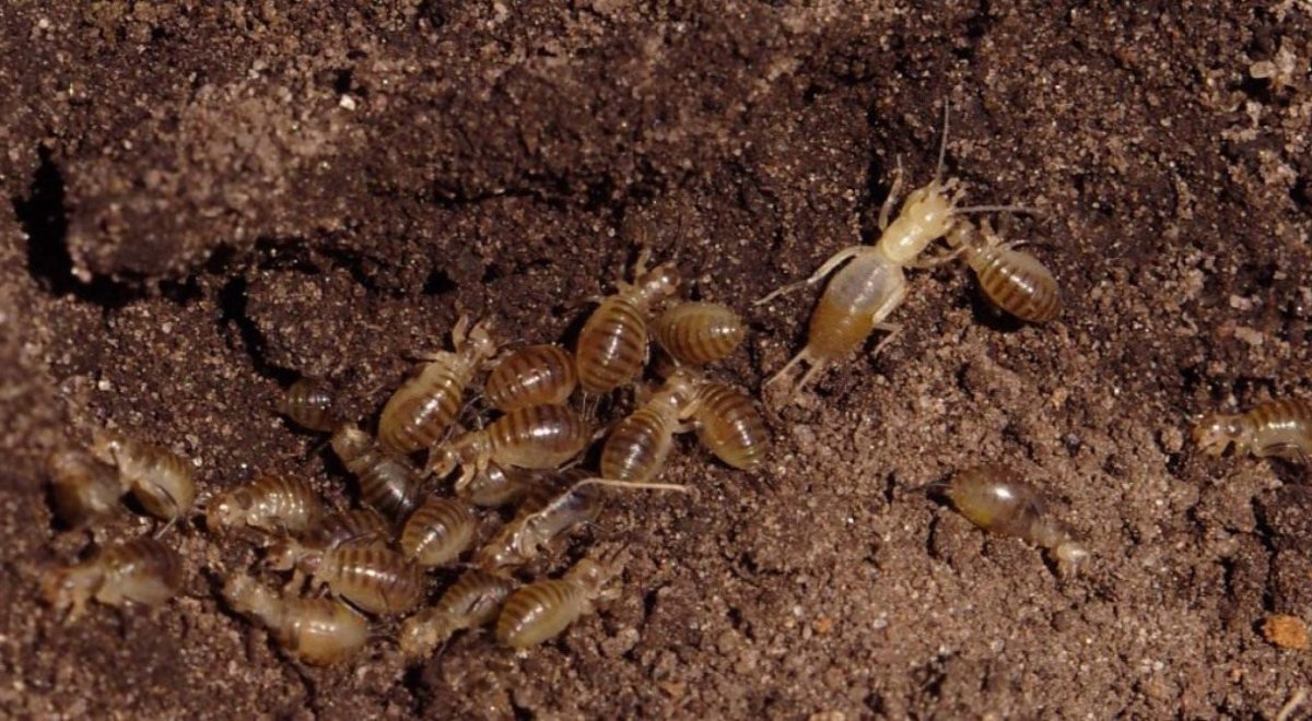 Жук медведка