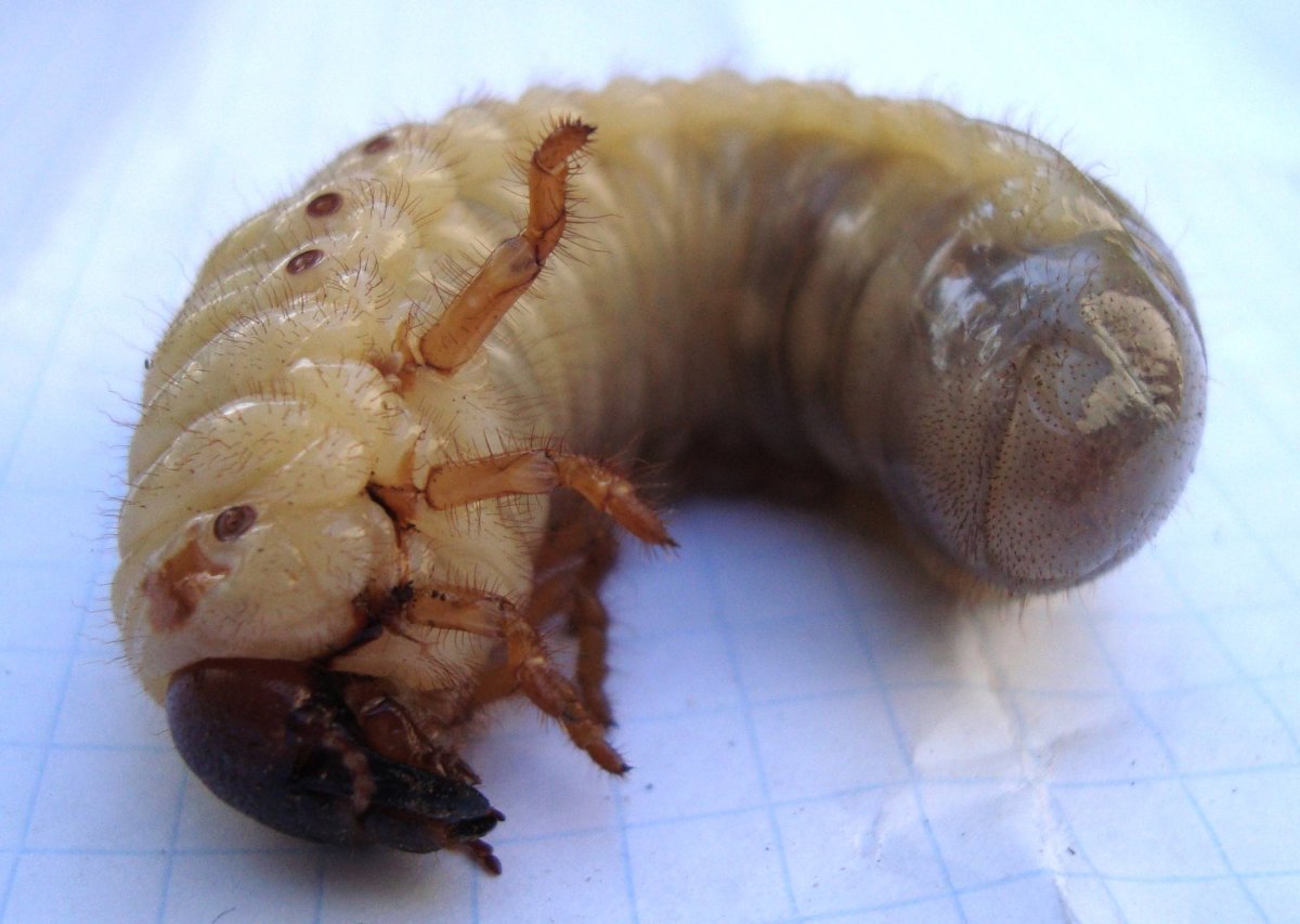 Личинка июньского жука