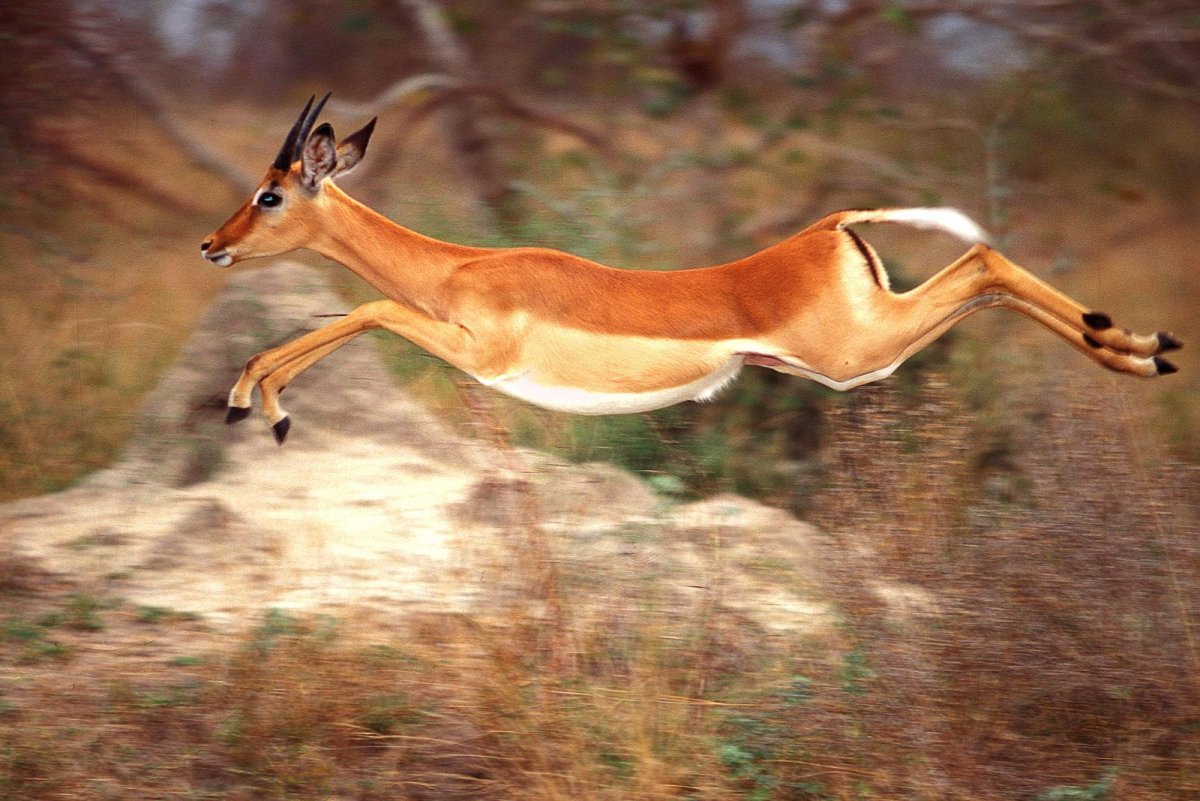 Горная антилопа