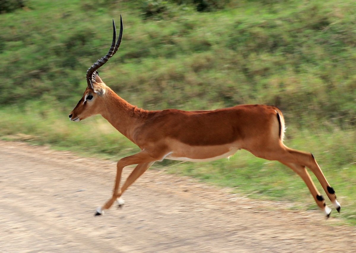 Антилопа Спрингбок Импала