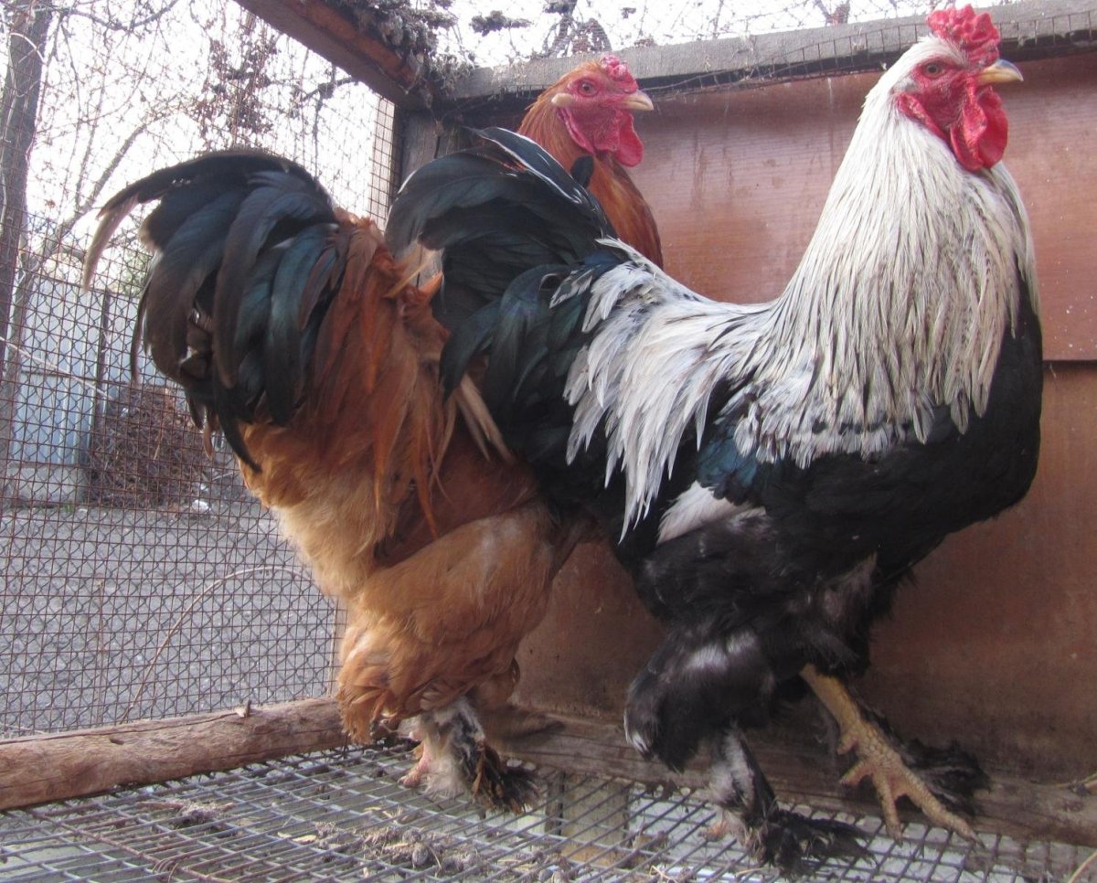 Петухи с лохматыми лапами