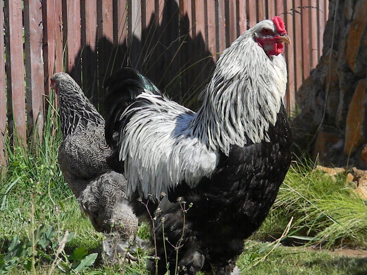 Брама светлая куропатчатая