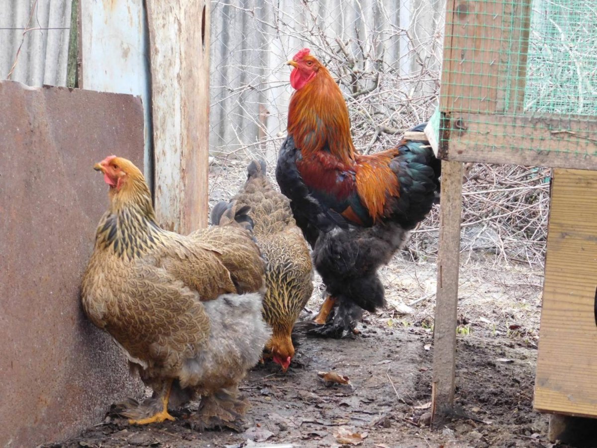 Брама палевая куропатчатая