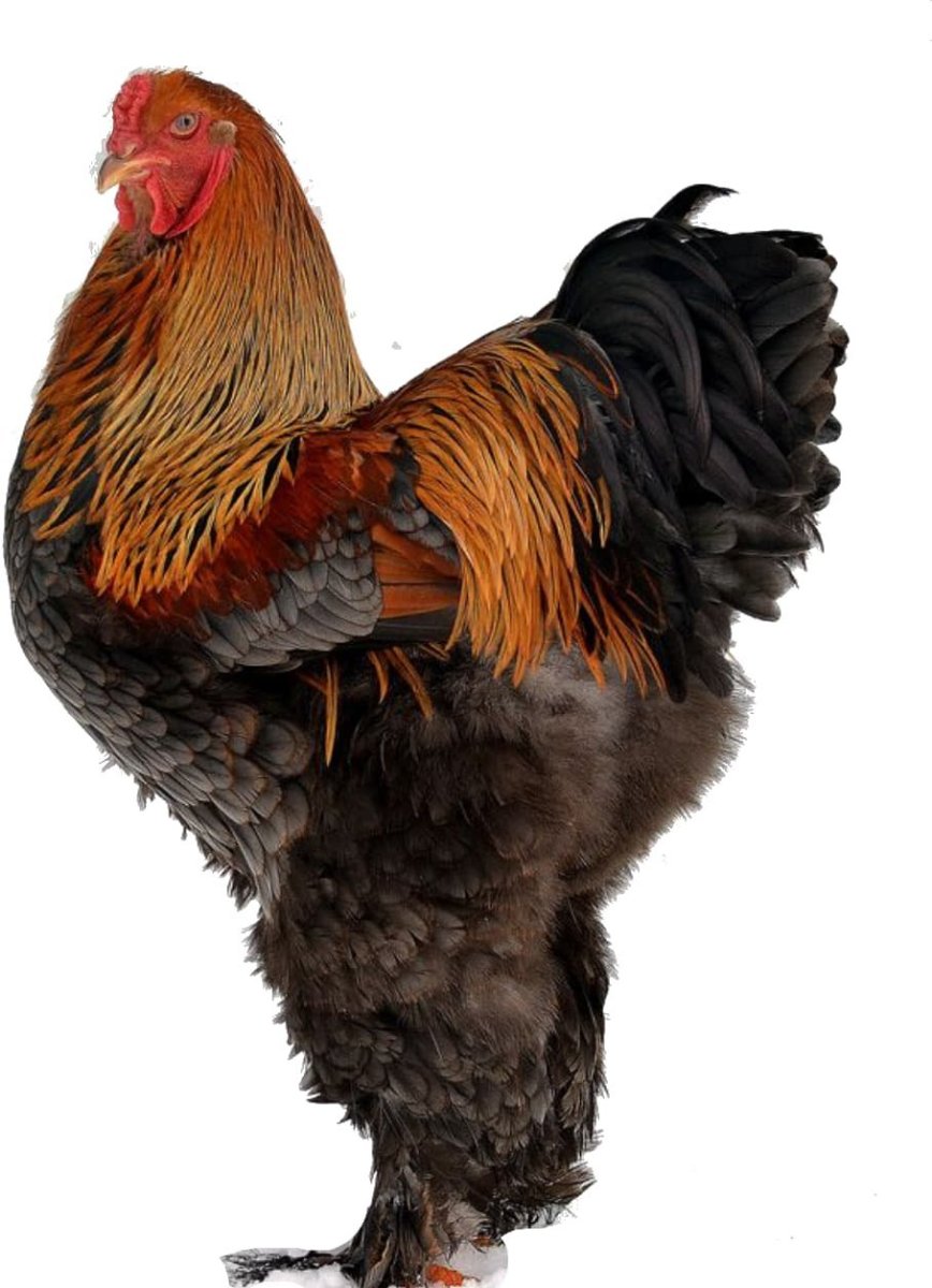 Брама куропатчатая