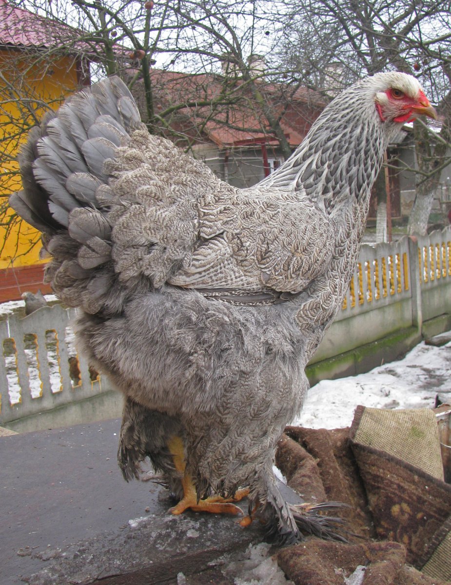 Петух и Курочка Брама