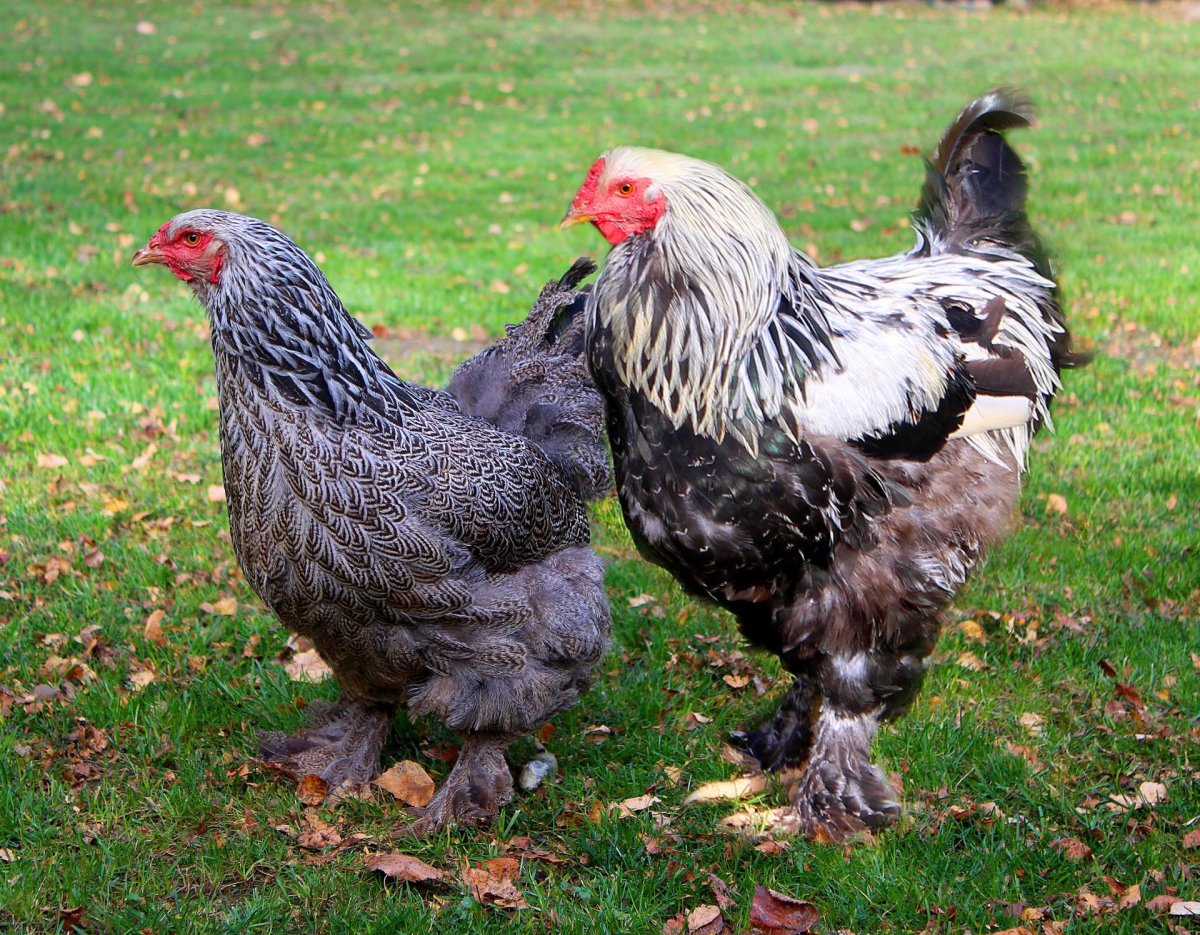 Куры Брама темная
