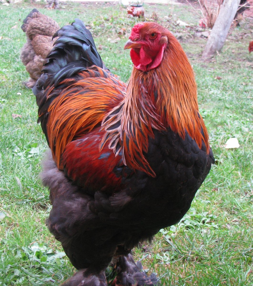 Петух Брама куропатчатая