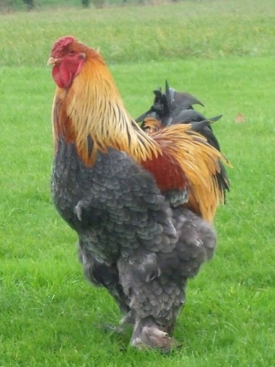 Петух французской породы