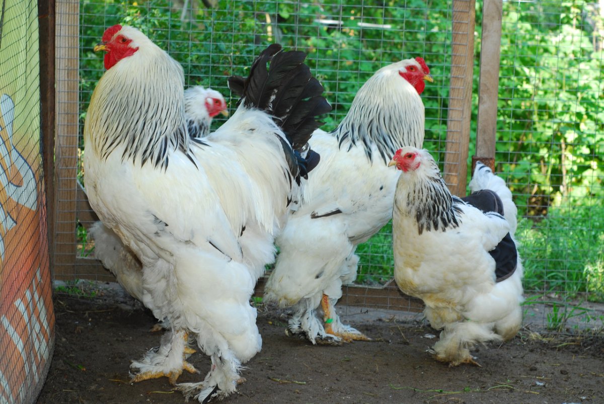 Куры породы Брама