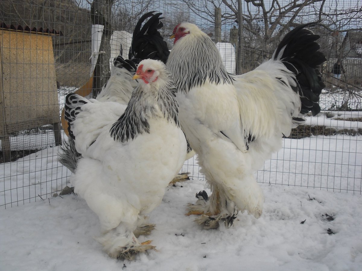 Брама светлая(колумбийская), куропатчатая