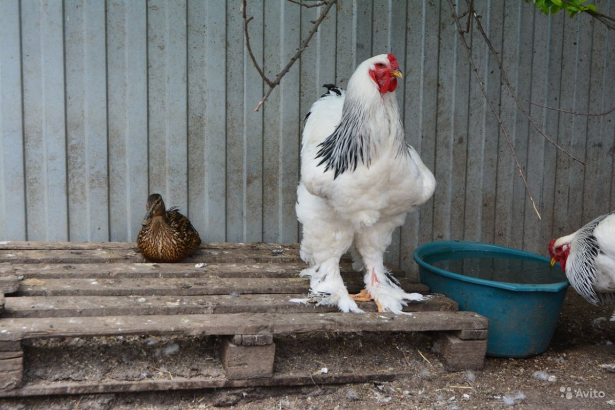 Куры Брама Изабелла
