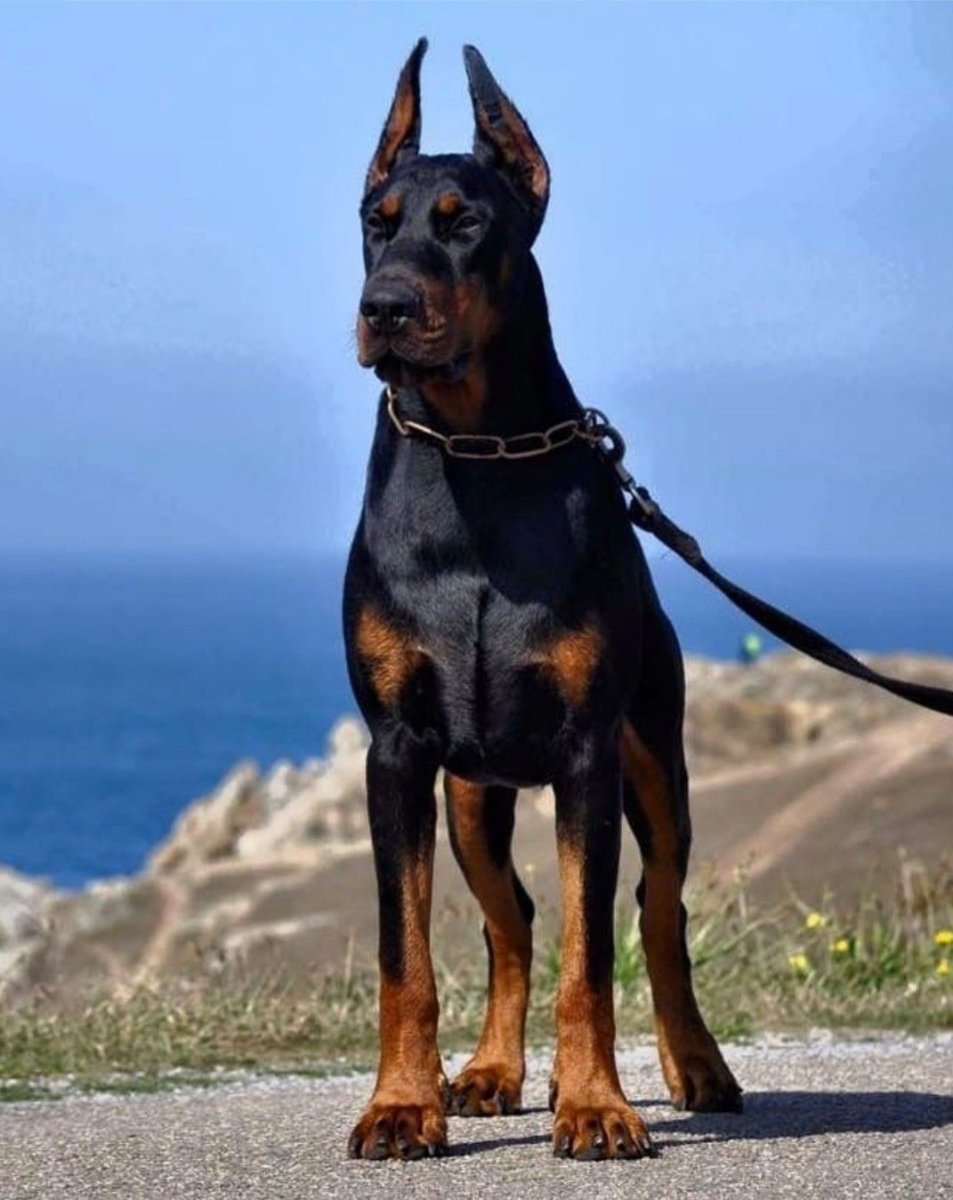 Доберман-пинчер Европейский
