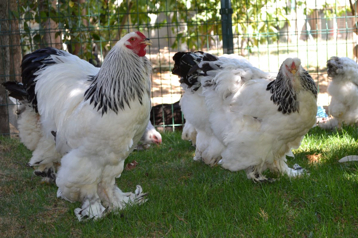 Кохинхины серебро куры