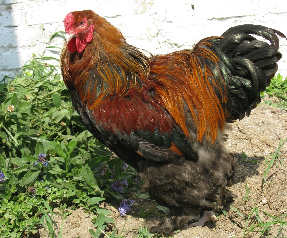 Петух Брама куропатчатая