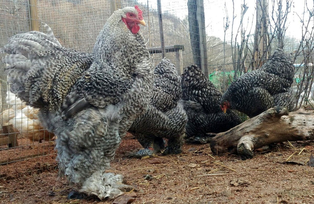 Брама Ястребиная