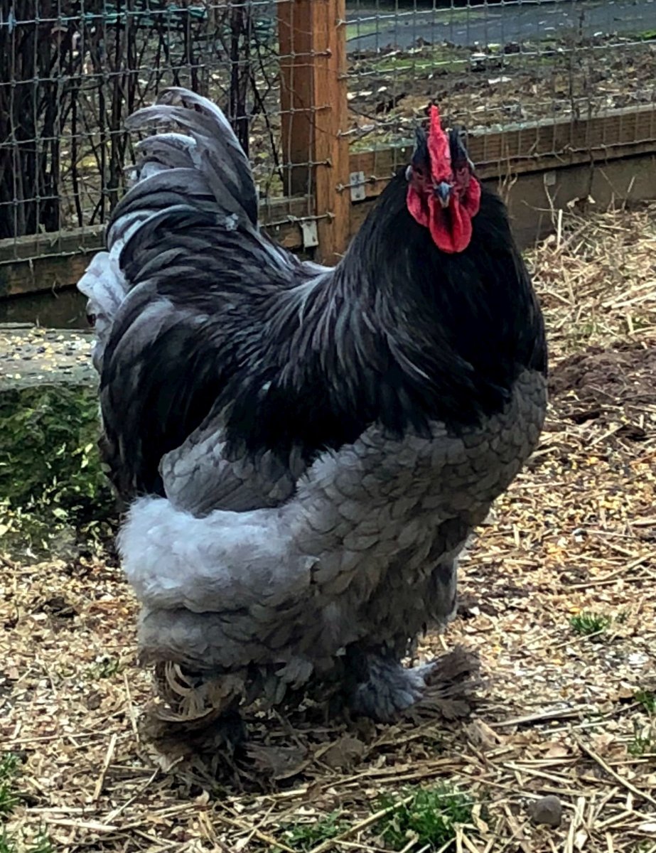 Петух породы Брама