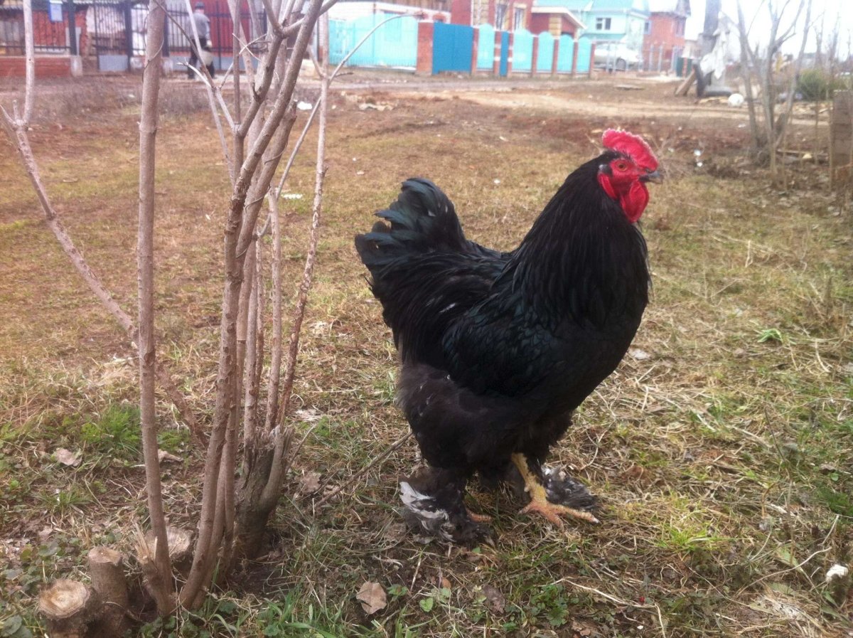 Петух Брама фото