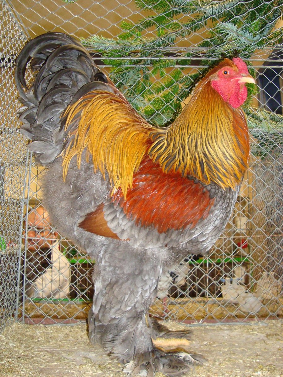 Брама куропатчатая