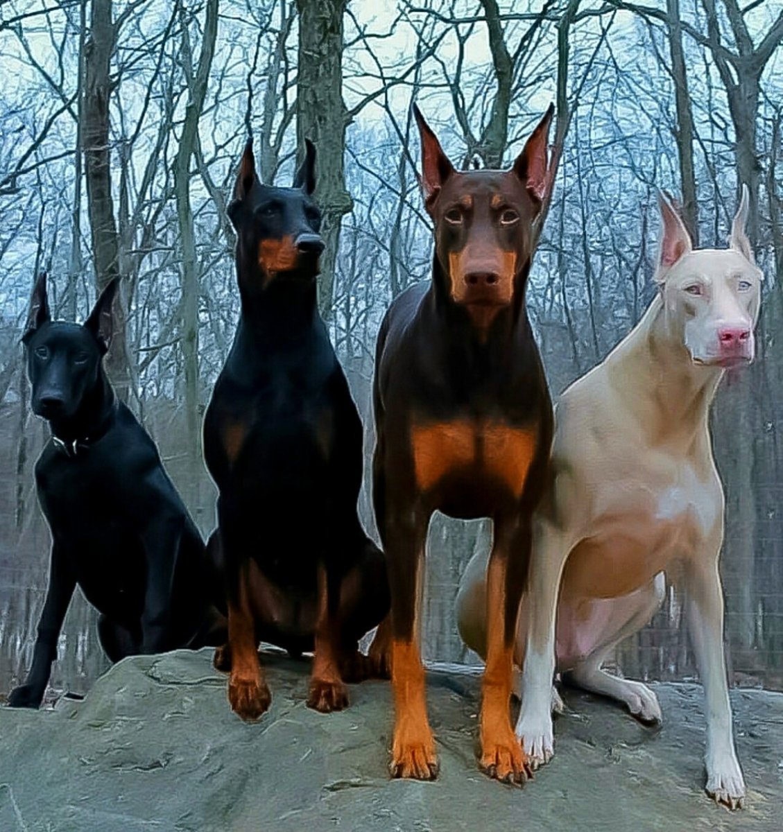 Бандитский Доберман