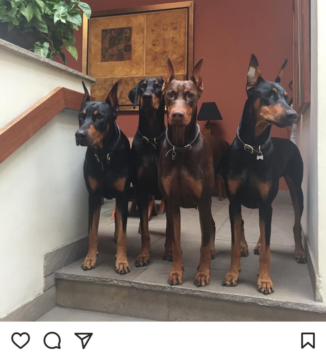 Доберман-пинчер шоколадный