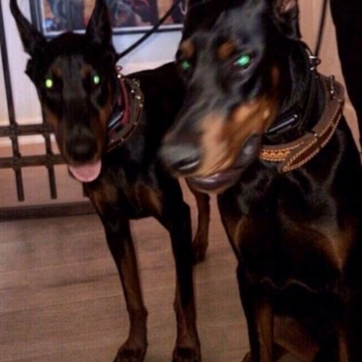 Цвергпинчер и Ягдтерьер сравнение