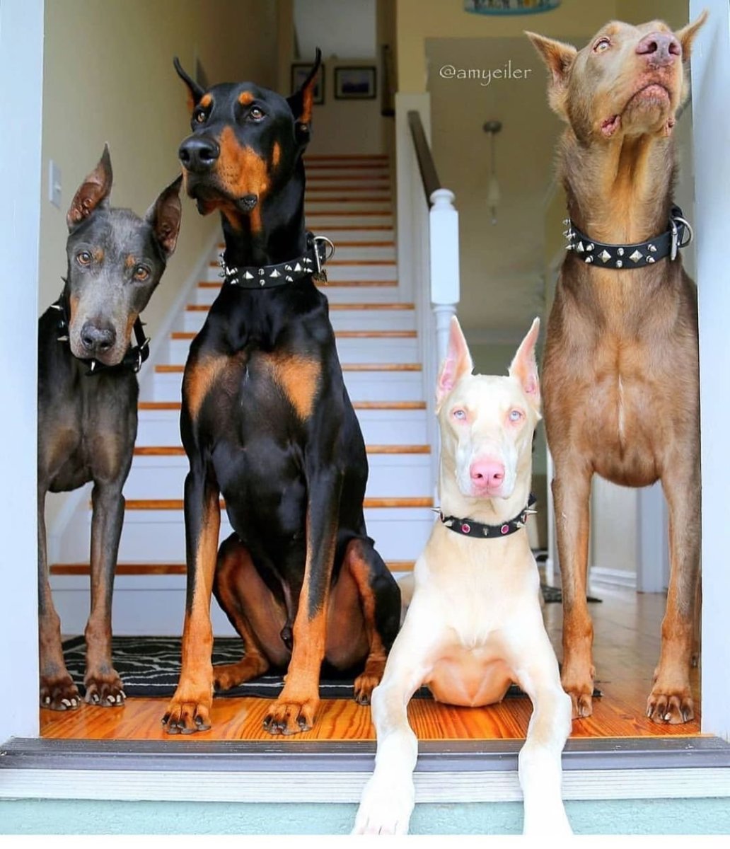 Питбуль Доберман и бультерьер