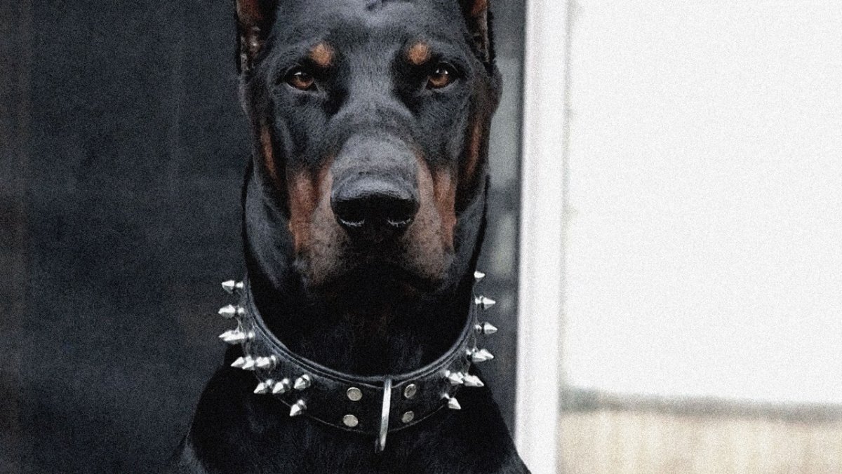 Доберман Эстетика с девушкой